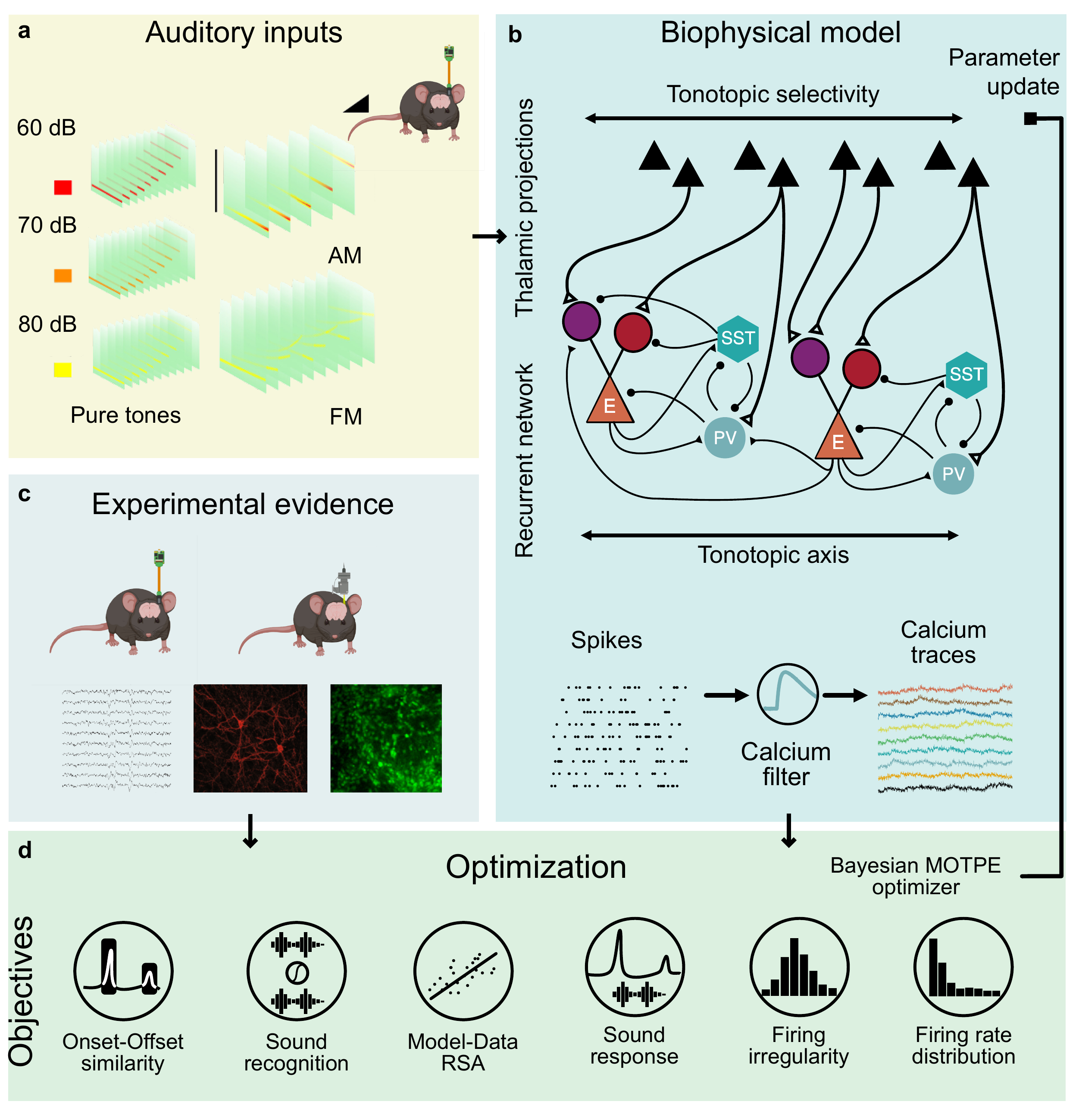 Data-optimized auditory cortex networks